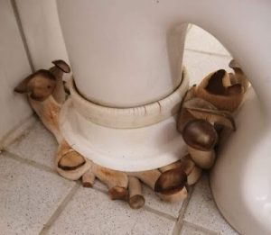Leckere Pilze wachsen Zuhause Leckere Pilze wachsen Zuhause