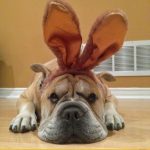 Lustige Osterbilder - Müde blickender Hund mit Hasenohren