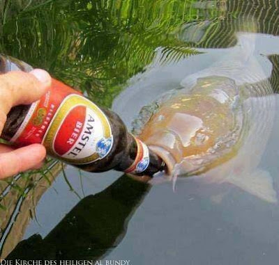 Großer Fisch schaut aus dem Wasser Angeln mit Amstel Bier - Niederländisches Bier und Fisch