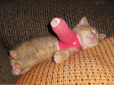 Armes Katzenbaby mit Gipsverband - kranke Tiere