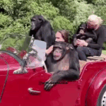 Auto Ausflug mit der Affenbande lustig Styling Styling