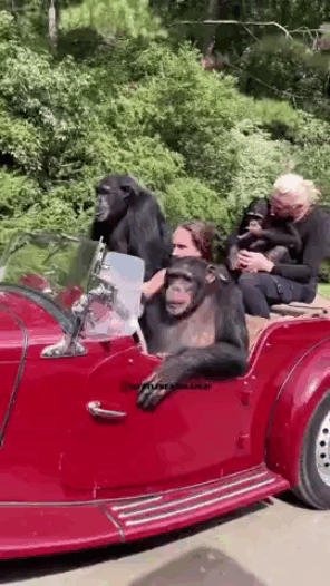 Auto Ausflug mit der Affenbande lustig Auto Auto