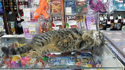 Beim einkaufen schläft Katze auf Tresen ein - faule Katze