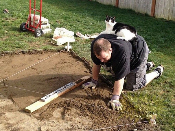Böse Katze kuschelt mit dem Handwerker - Lustige Katzenbilder