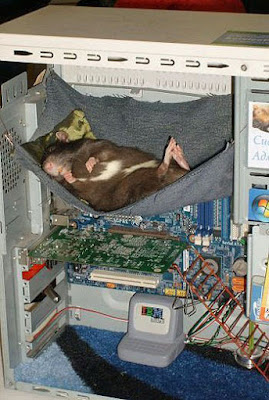 Computer Maus schläft im PC