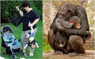 Coole Tierbilder - Lustiger Vergleich Menschen und Affen Familie