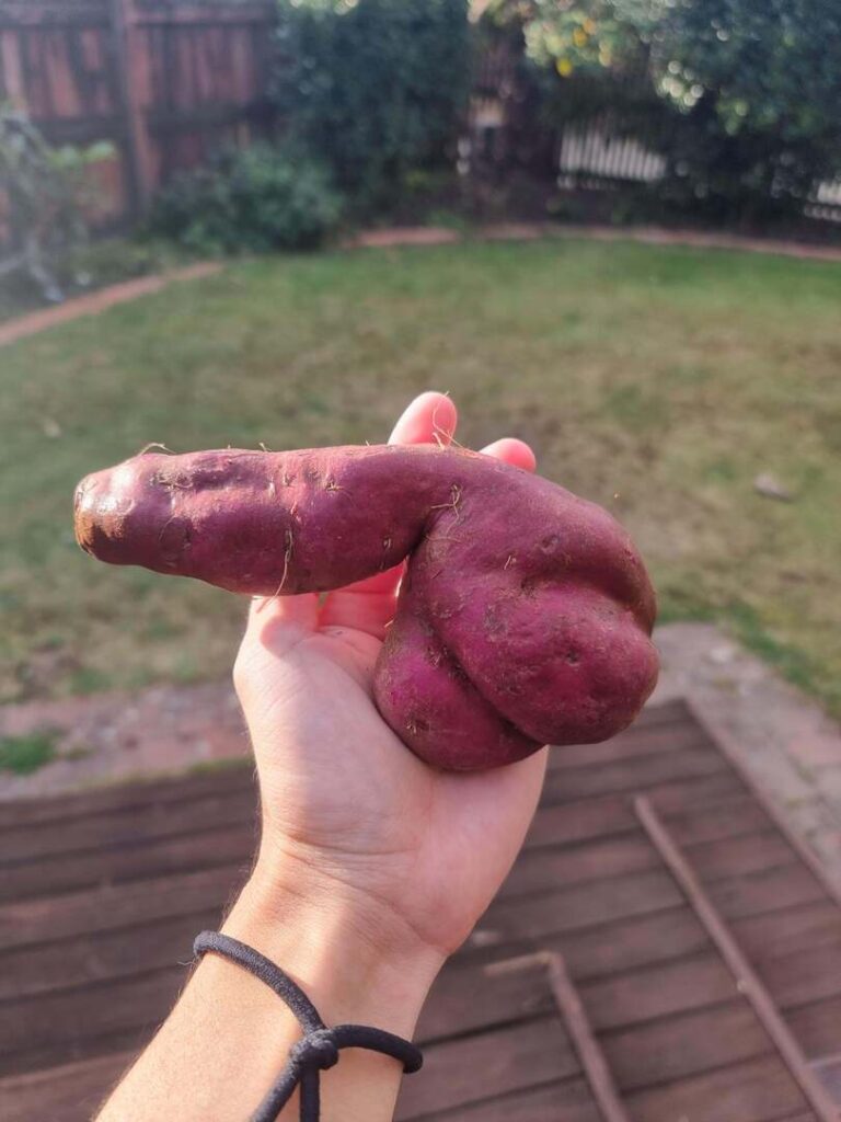Der eigene Garten Komisch geformtes Gemuese geerntet Freizeit mit Freude: Entspannung, pur Der eigene Garten - Komisch geformtes Gemüse geerntet aus dem Garten