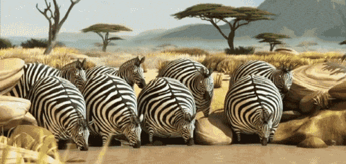 Dicke Zebras trinken Wasser und werden von dickem Krokodil gejagt 