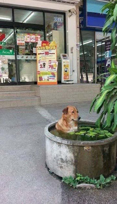 Extrem heißes Sommer-Wetter - armer Hund kühlt sich ab 