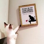Katzen – Wieso leben wir mit ihnen?