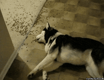 Fauler Hund isst und liegt auf Boden