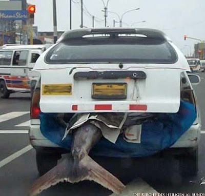 riesiger Fisch im Auto - Nach Angeln nach Hause fahren riesiger Fisch im Auto - Nach Angeln nach Hause fahren