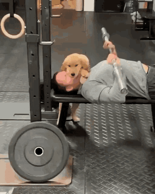 Freizeitsporter beim Bankdrücken vom Hund abgeleckt werden - Spassbilder