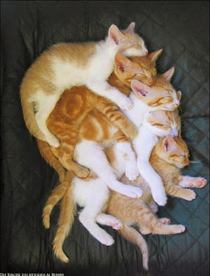 Fünf weiß-braune Katzen kuscheln und schlafen - süße Katzenfotos