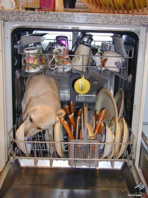 Ist das Geschirr wirklich sauber Hund leckt Abwasch sauber Heitere Haushaltsmomente mit einem Augenzwinkern Haushalt, Küche, Lustige Predigt