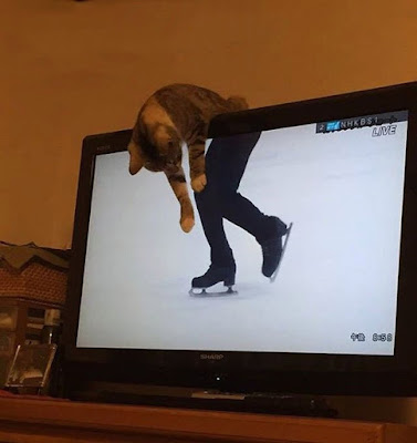 Katze auf dem Fernseher lustig