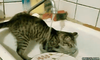 Katze spült das dreckige Geschirr