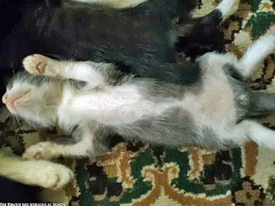 Katzen Baby fühlt sich wohl und schläft auf dem Rucken - süße Katzenbabys