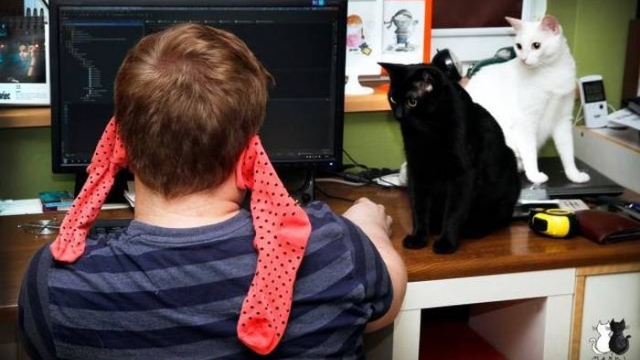 Katze stören bei der Computer Arbeit 