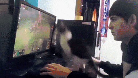 Katzenbesitzer und Gamer - Katze stört beim Pc spielen