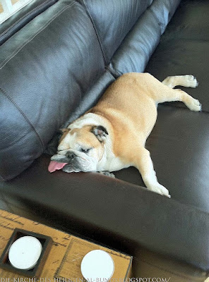 Keine Lust mehr - Sofa Bilder mit Hund