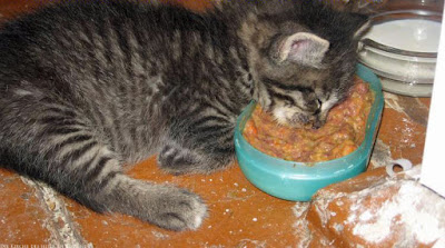Kleine Katze schläft über Futternapf ein - beim Essen einschlafen