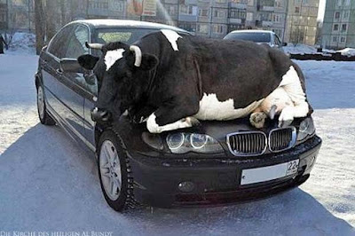 Kuh liegt auf parkendem Auto 