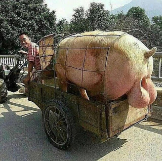 Lachender Mann mit Schwein auf Anhänger 