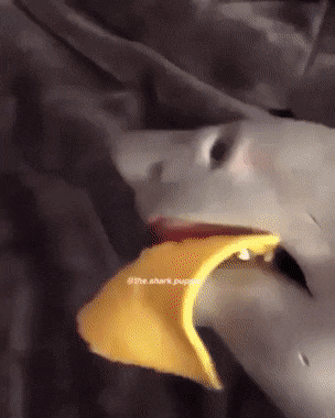 Liebespaar und Kaese Hai klatscht Kaese aufs Gesicht Spassbilder