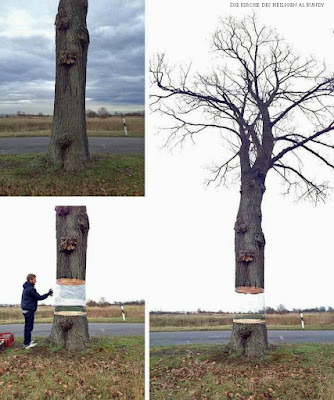 Lustige Bilder Optische Täuschung an Baum zum lachen Optische Täuschung an Baum zum lachen