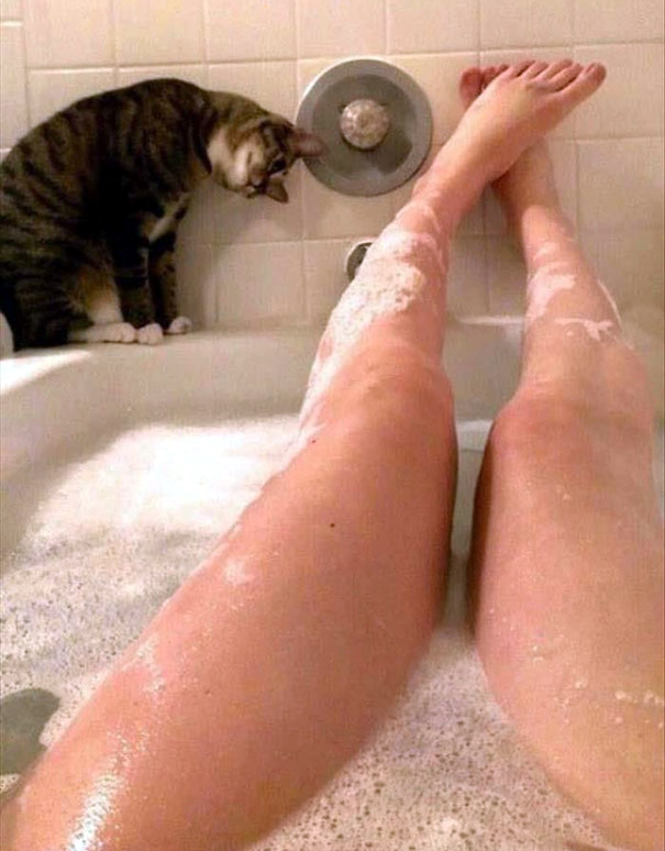 Katze stört beim baden mit untersuchendem Blick