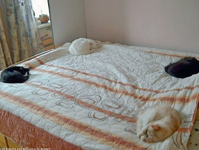 Katzen schlafen auf Bett - Platz im Bett 