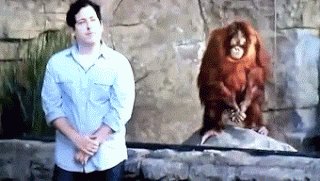 Lustige Menschen im Zoo neben Affengehege Menschen im Zoo neben Affengehege