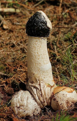 Natur Bilder - Phallus Pilz wächst aus Waldboden