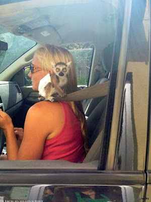 blonde Frau - Auto fahren mit Affen