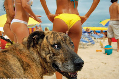 Hundeblick am Strand