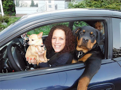 Witzige Tierbilder - Hund und Frauchen im Auto
