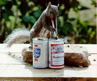 Eichhörnchen trinkt Budweiser Bier