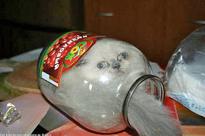 Katzen Bild zum lachen - Katze versteckt im Glas