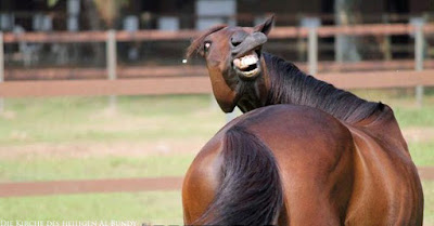 braunes Pferde Bild mit breitem lachen