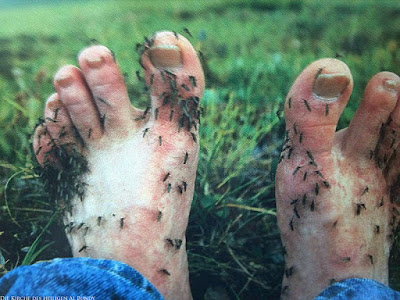 Mückenplage im Sommer Urlaub - kleine Plagegeister