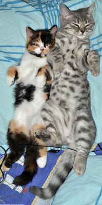 Müde Hauskatzen schlafen auf Bett
