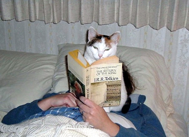 Niemals Ruhe vor der Katze - Nicht mal beim J.R.R. Tolkien lesen