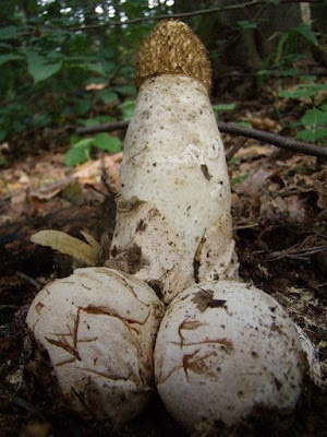 Pilze im Wald - Humorvolles