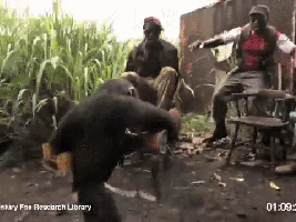 Terroristen - Affe schießt mit Kalaschnikow in den Boden