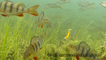 Unterwasserkamera beim Angeln Fisch am Haken