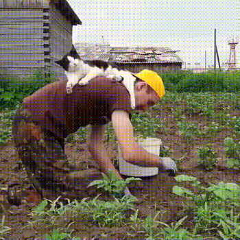 Witzige Gartenarbeit auf allen vieren arbeiten mit einer faulen Katze auf dem Rücken