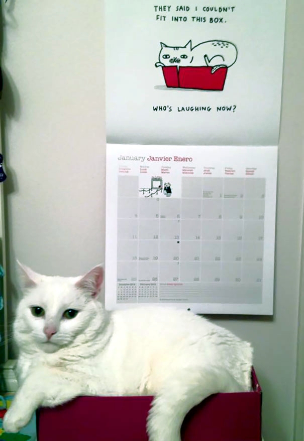 Witzige Tierbilder - Katze sitzt vor Kalender mit lustigem Spruch
