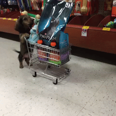 Witziger Hund mit Kindereinkaufswagen Hundefutter kaufen