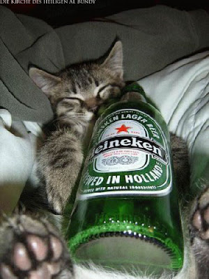 Besoffene Katze mit Heineken Bier